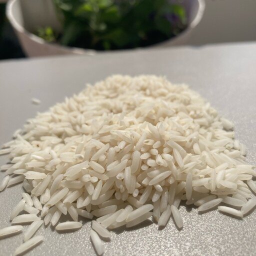 https://shp.aradbranding.com/قیمت برنج شیرودی ممتاز با کیفیت ارزان + خرید عمده